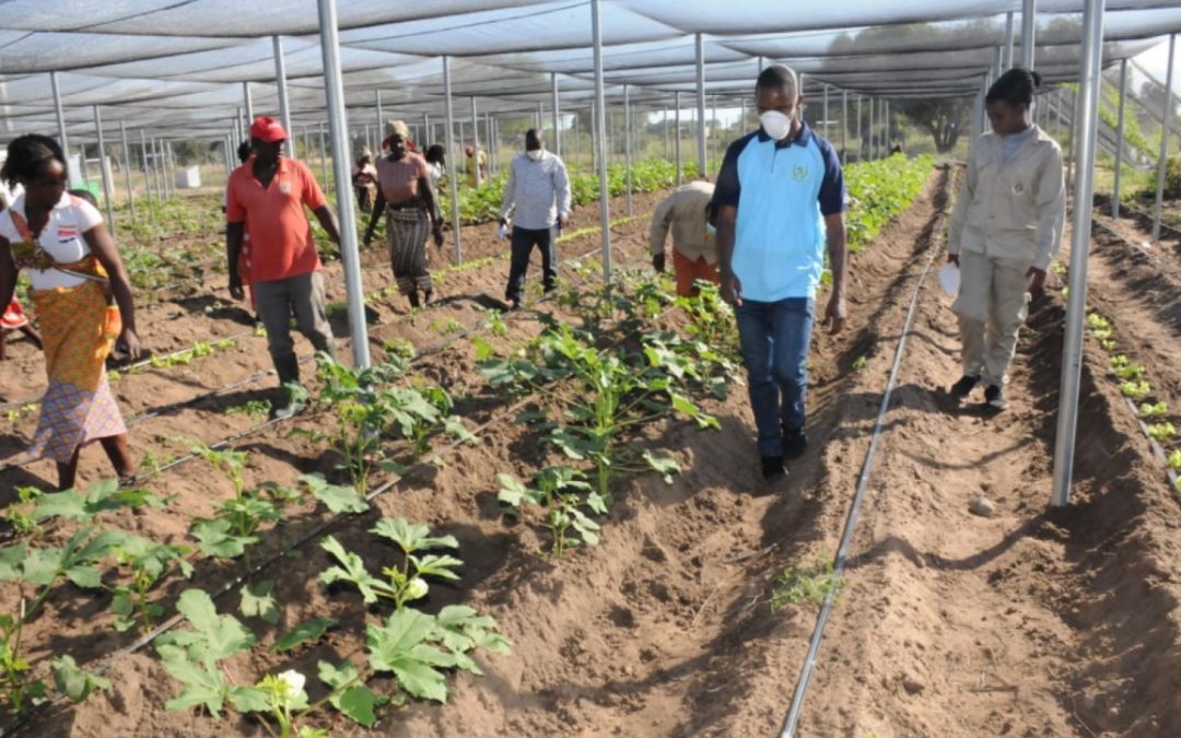 Administrador de Chigubo visita campos agrícolas